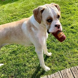 Boxer All Grown Up from Dudley’s Dream Boxers