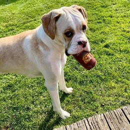Boxer All Grown Up from Dudley’s Dream Boxers