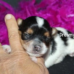 Girl 1 - Black tan and white female Biewer Terrier puppy in Kennesaw, Georgia from Dreamy Pups