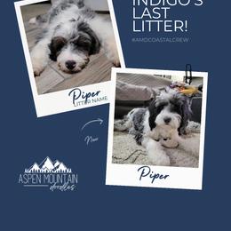 Assorted Doodle Crosses, Aussiedoodle, Australian Mountain Doodle, and Miniature Australian Shepherd Puppies from Aspen Mountain Doodles LLC