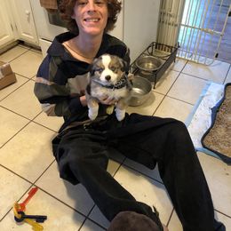 Miniature Australian Shepherd Puppies from Boulder Mini Aussies