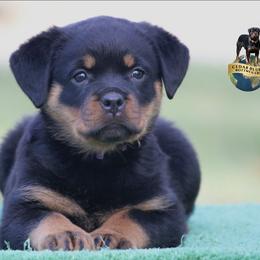 Romi - Black and mahogany female Rottweiler puppy in Uniontown, Alabama from CedarBluff Rottweilers