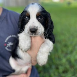 Hunter - Black white and tan English Springer Spaniel puppy in Williston, Florida from Bizzy Farms English Springer Spaniels