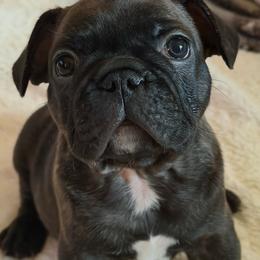 Prince Charming - Brindle male French Bulldog puppy in Riverside, California from Nancy Smith Woodcrest Frenchies