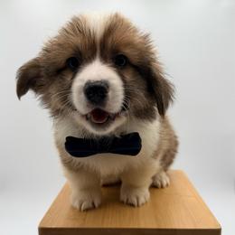 Wall-E - Fawn male Pembroke Welsh Corgi puppy in Vacaville, California from Hope_4thebay_Corgis