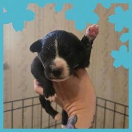 Boy 1 - Black tri-color male Australian Shepherd puppy in Lubbock, Texas from Texas Bluebonnet Herders