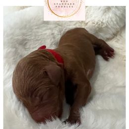 Red - Female - Red  female Poodle puppy in Lima, Ohio from Buckeye Red Standard Poodles