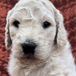Goldendoodles from Doodles of the Pines