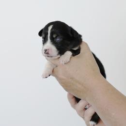 Mocha - Black tri female Miniature Australian Shepherd puppy in White Oak, Texas from Triple Lake Ranch Miniature Australian Shepherds