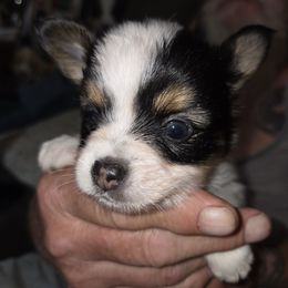 B1 - Black brown and white male Papillon puppy in Forest City, North Carolina from Eastern Papillions