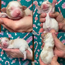 Betty - Parti female Goldendoodle puppy in Yuciapa, California from AlltheDoodlez_