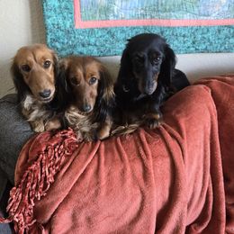 Pepper - Dachshund