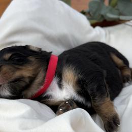 Clove - Black tri female Miniature American Shepherd puppy in Minden, Louisiana from Ironwood Creek