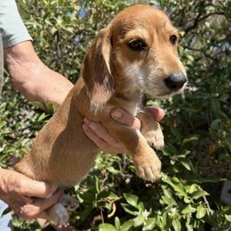Heidi - Piebald female Dachshund puppy in Norco, California from Norco dachshunds