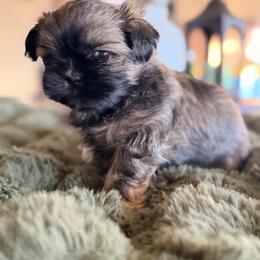 Johnny - Brindle male Shih Tzu puppy in Peoria, Arizona from Jodi’s Shihtzus