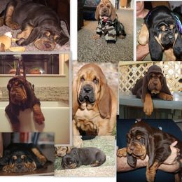 Bloodhound and Mastiff Puppies from Teoc Bloodhounds and Mastiffs
