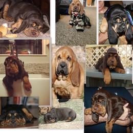 Bloodhound and Mastiff Puppies from Teoc Bloodhounds and Mastiffs