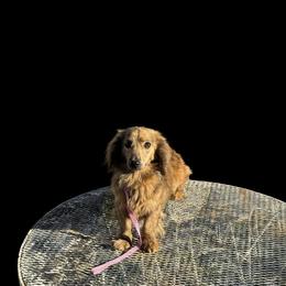 Toni - Dachshund