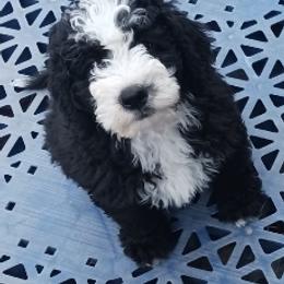 Grey Girl - Black and white female Bernedoodle puppy in Kimberly, Idaho from Wizardwood Doodles