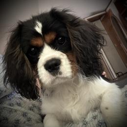 Cavalier King Charles Spaniel puppies from My Little Pups