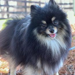 Chase - Pomeranian