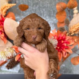 Cappuccino - Red  female Goldendoodle puppy in Spanish Fork, Utah from K Brand Doodles