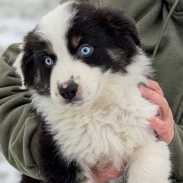 Skip - Black tri-color male Australian Shepherd puppy in Falcon, Missouri from Edge Farm LLC