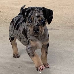 Boy 3 - Blue merle male Catahoula Leopard Dog puppy in Gadsden, Alabama from Rich Cat’s