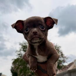 Uno - Chocolate male Chihuahua puppy in Charlotte, North Carolina from Lawinski’s Chihuahua World