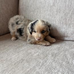 Bandit - Blue merle male Miniature American Shepherd puppy in Payson, Arizona from Barnhardt Minis