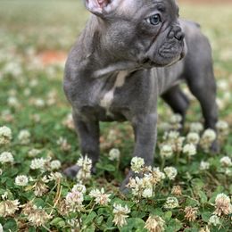French Bulldog Puppies from Seven Star Kennel