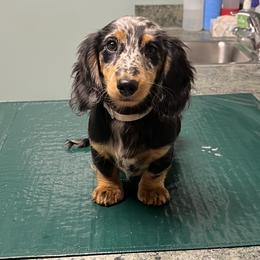 Dachshund Puppies from Miniature Dreams Dachshunds