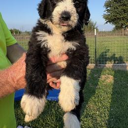 Green bean - Green - Black and white female Aussiedoodle puppy in Eolia, Missouri from Barefoot Kennel