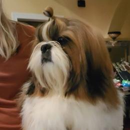 Drago - Red and white male Shih Tzu puppy in North Carolina from WillowCreek Mountain View Shih Tzu