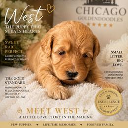 West - Apricot male Goldendoodle puppy in Aurora, Illinois from Chicago Goldendoodles