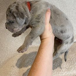 Great Dane Puppies from Parker's Great Danes