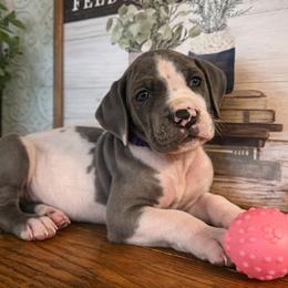 Mia - Harlequin female Great Dane puppy in Carencro, Louisiana from Halsey Danes