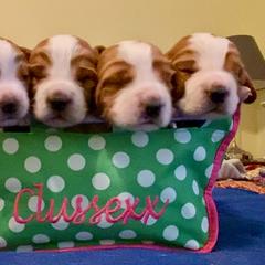 Sussex Spaniel and Welsh Springer Spaniel Puppies from Jeane Haverick and Kaileigh Gonzalez