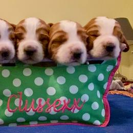 Sussex Spaniel and Welsh Springer Spaniel Puppies from Jeane Haverick and Kaileigh Gonzalez