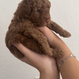 Goldendoodle Puppies from Heather's Goldendoodles