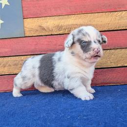 Jenny - Blue merle and white female American Corgi puppy in Shawnee, Oklahoma from Sunray Ranch
