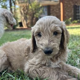 Boy 7 - Goldendoodle puppy from Valentine Kennels