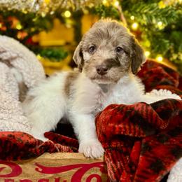 Donner - Parti male Labradoodle puppy in Candler, North Carolina from Maple Bakin’ Doodles
