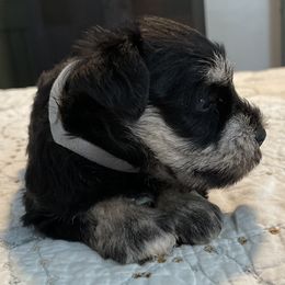 Miniature Schnauzer Puppies from Southern Charm Miniature Schnauzers