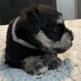 Miniature Schnauzer Puppies from Southern Charm Miniature Schnauzers