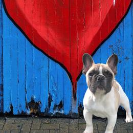 French Bulldog Puppies from Amanda Kreeft