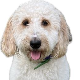 Bella - Goldendoodle