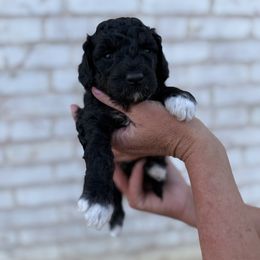 Mint - Black female Goldendoodle puppy in Indiahoma, Oklahoma from Farm Fresh Doodles