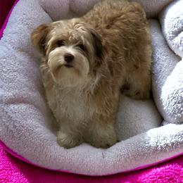 Taffy - Yorkshire Terrier