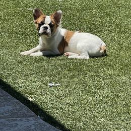 Piper - French Bulldog